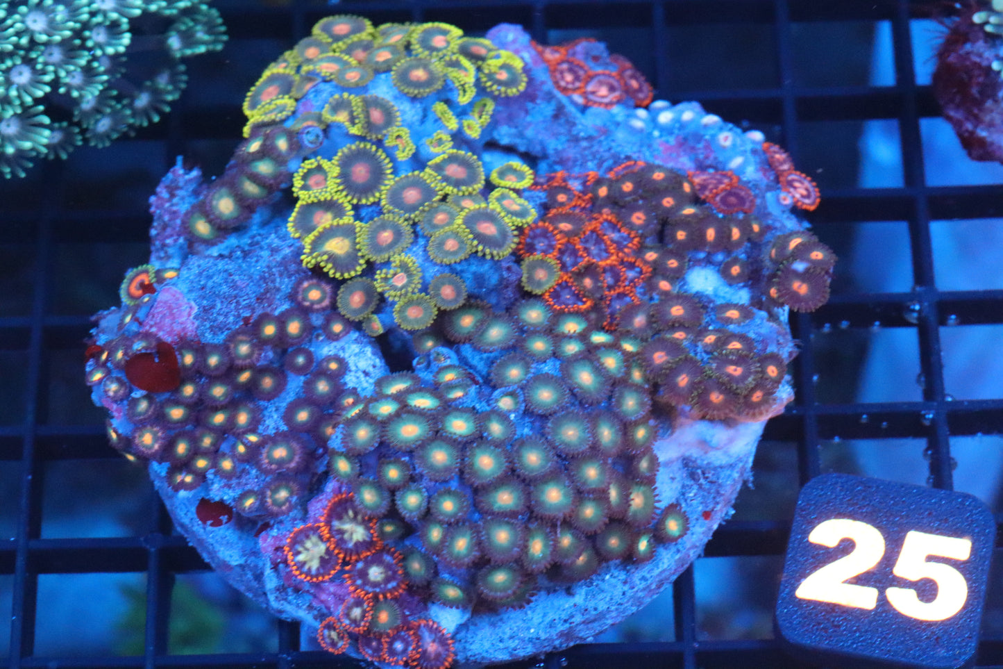 Multi Zoa Colony (#25)