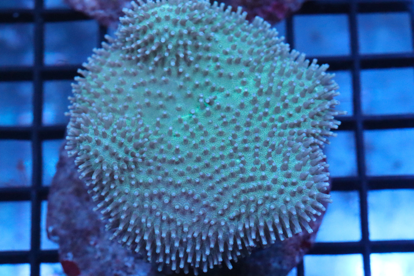 Green Toadstool Leather