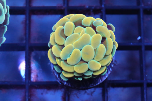 Yellow Hologram Hammer (64)