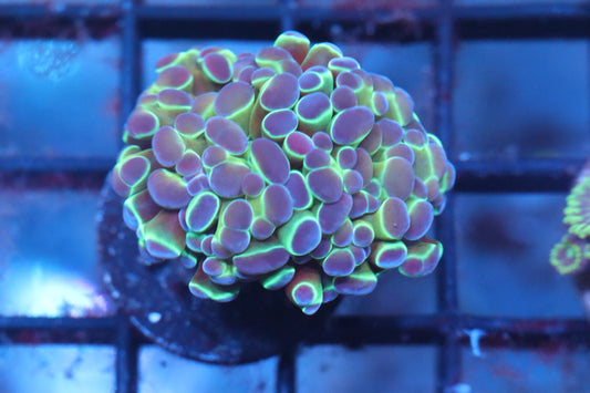 Green Hologram Hammer (69)