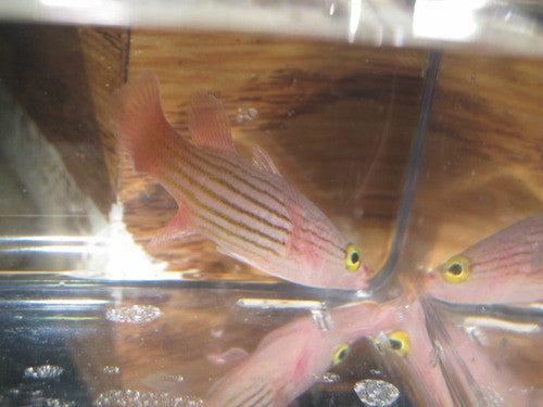 Pale Fin Basslet