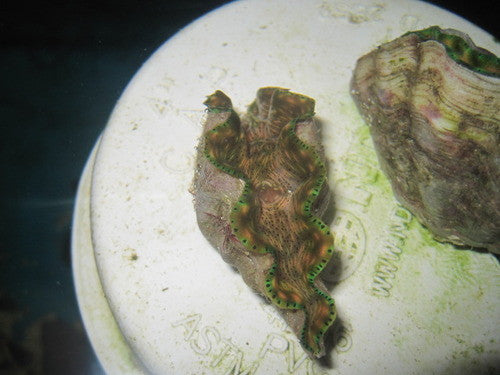 Derasa Clam-2-3"