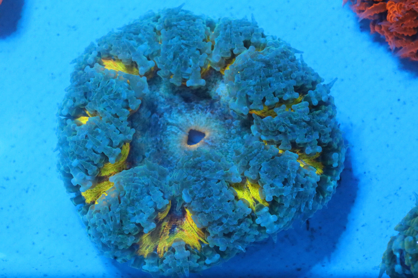 Pretty In Yellow Rock Flower Anemone