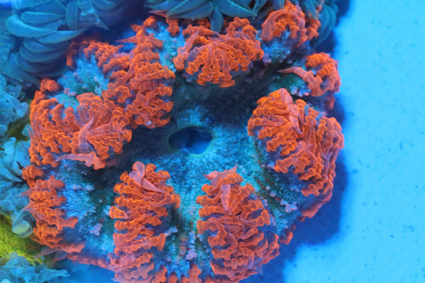Red Skirt Rock Flower Anemone
