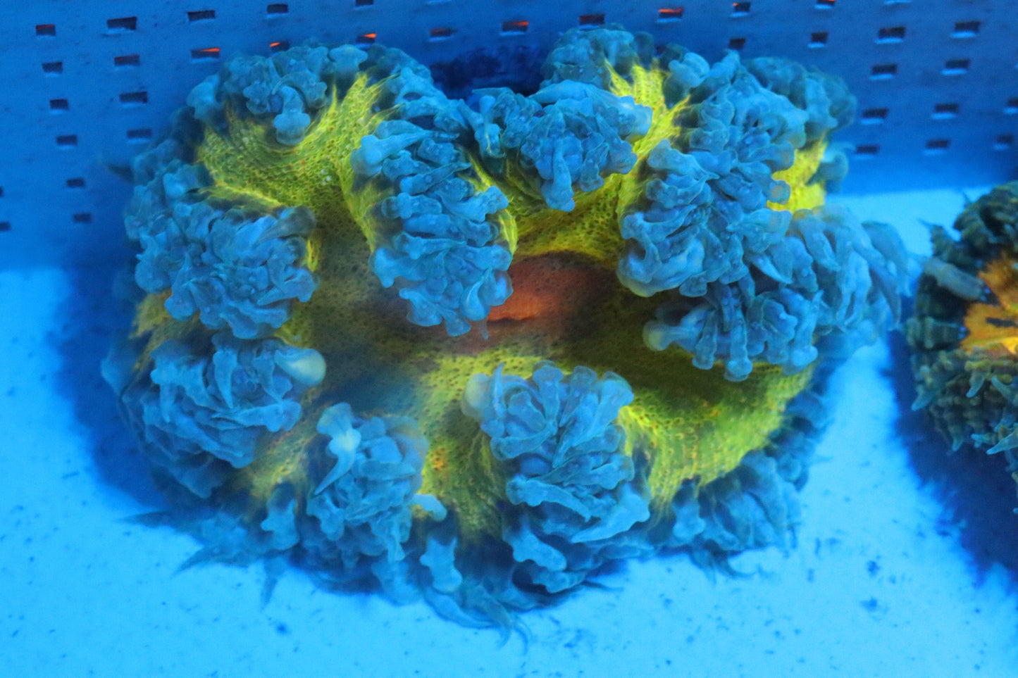 Yellow Rock Flower Anemone