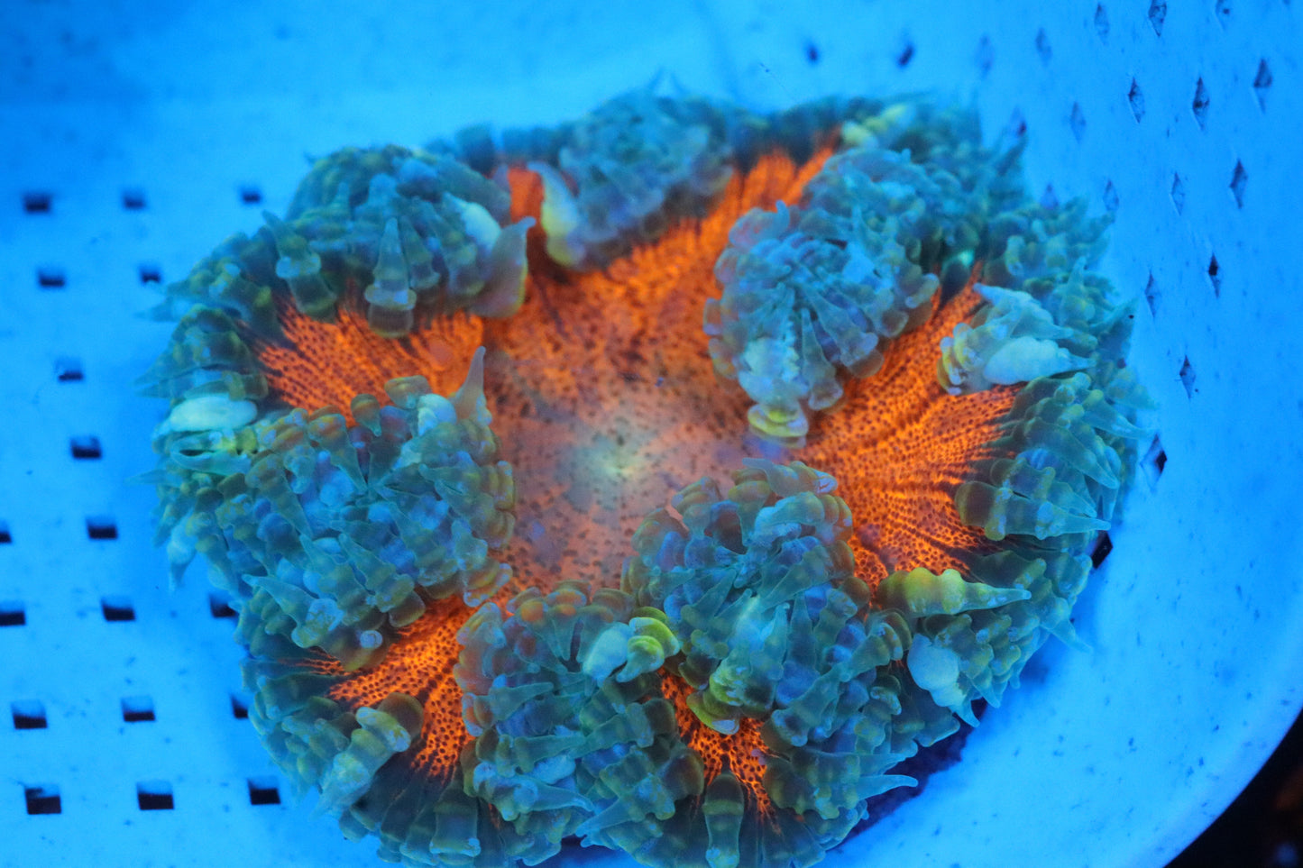 Burning Sun Rock Flower Anemone