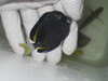 Gold Rimmed Surgeonfish (4")