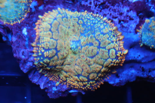 Colorful Rhodactis Mushroom