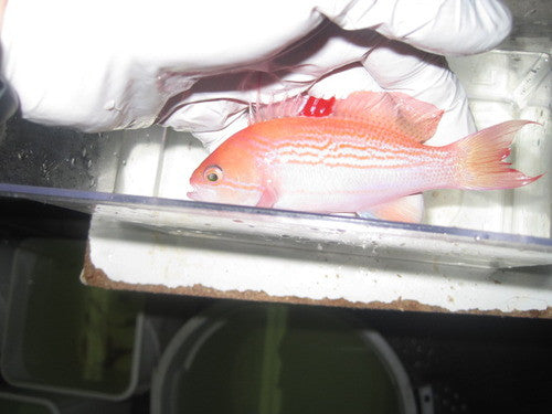 Luzon Anthias