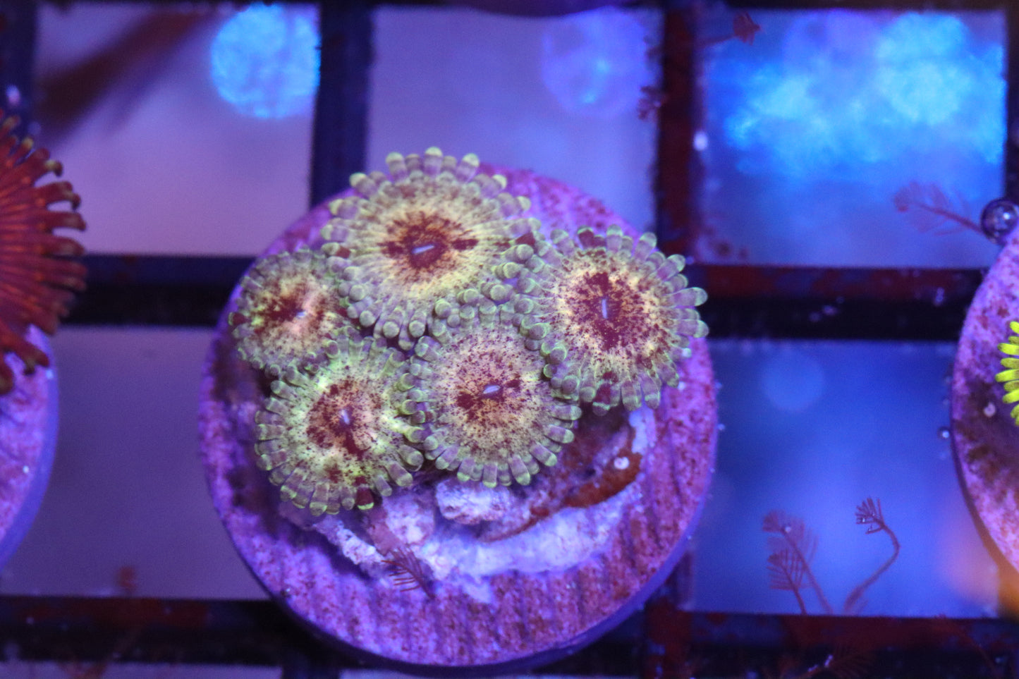 Yellow Zoa