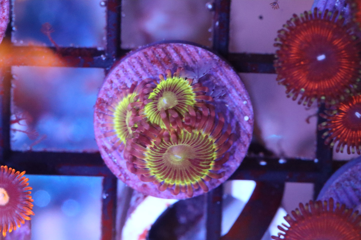 Sunshine Zoa