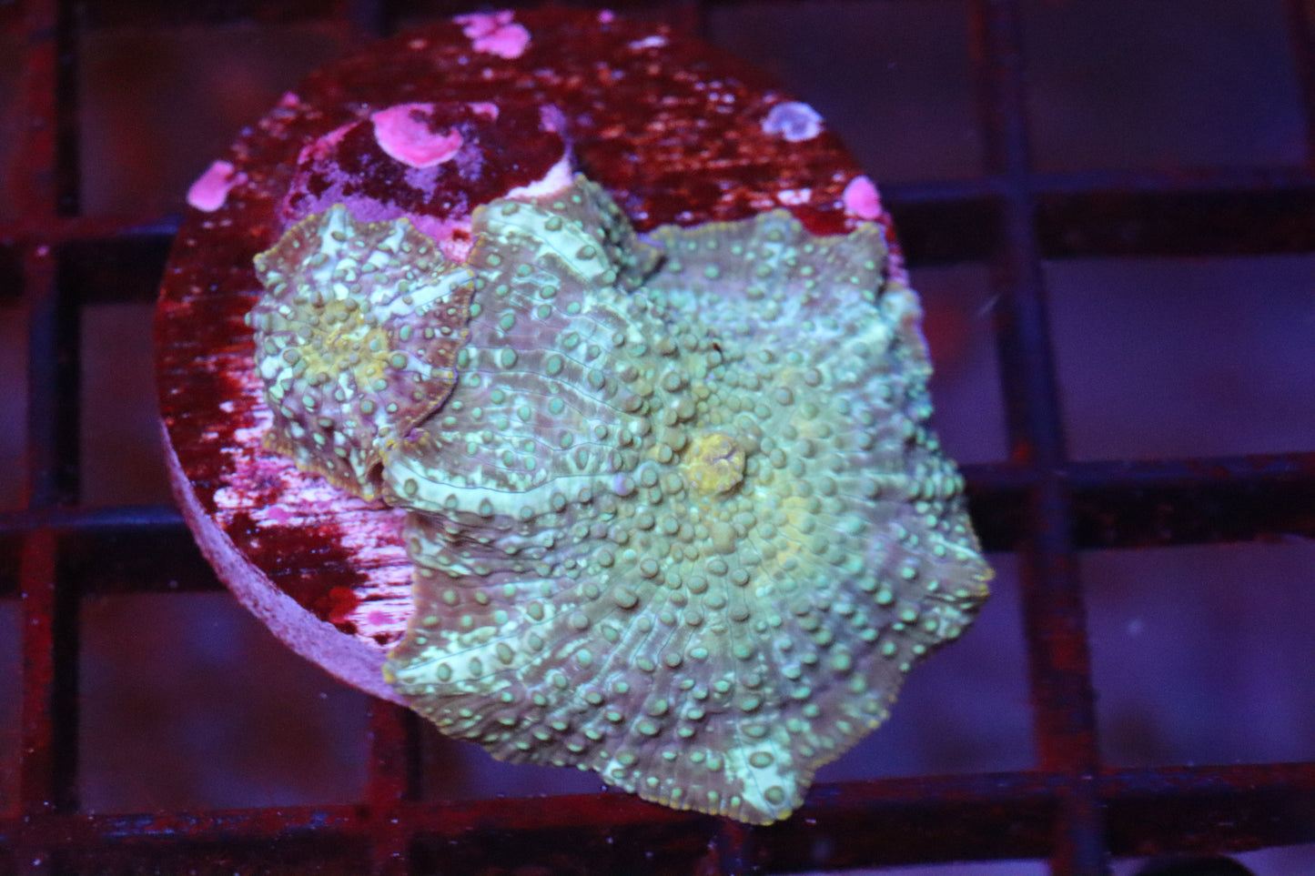 Green Discosoma & baby