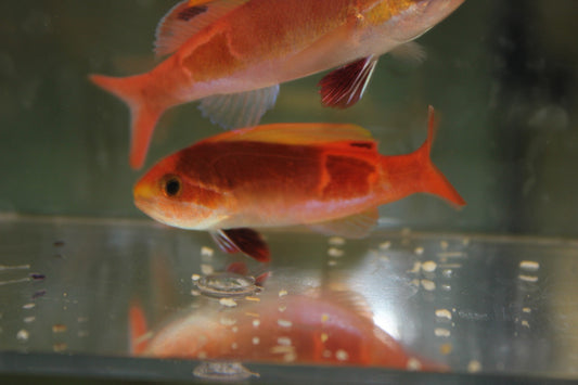 Sailfin Anthias | Rabaulichthys stigmaticus