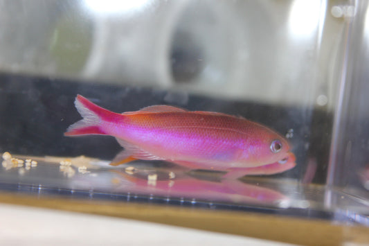 Waitei Anthias | Luzonichthys waitei