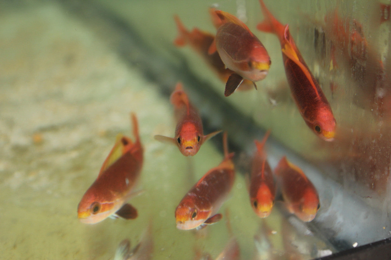 Sailfin Anthias | Rabaulichthys stigmaticus