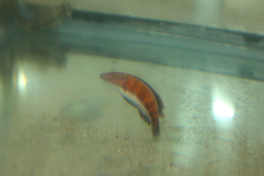 Joanalleni Fairy Wrasse (male)