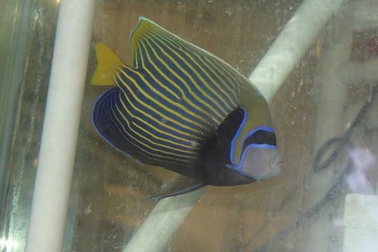 Imperator Angelfish-adult (6” male w Streamer)