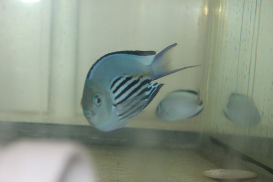 Watanabei Angelfish (Genicanthus watanabei)-Pair