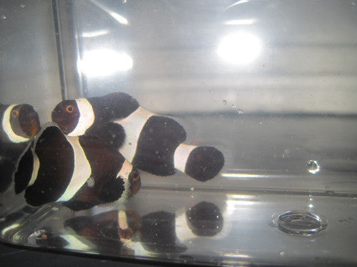 Black & White Ocellaris Clowns-True Australian
