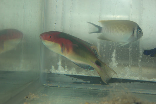 Exquisite Fairy Wrasse - Male (Fiji)