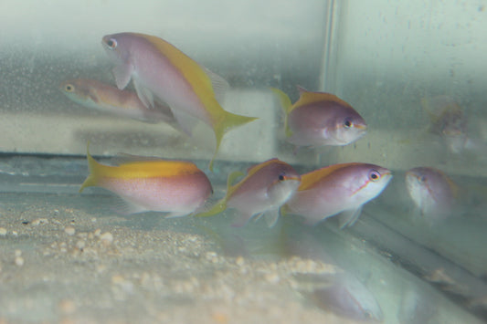 Mauritius Evansi Anthias