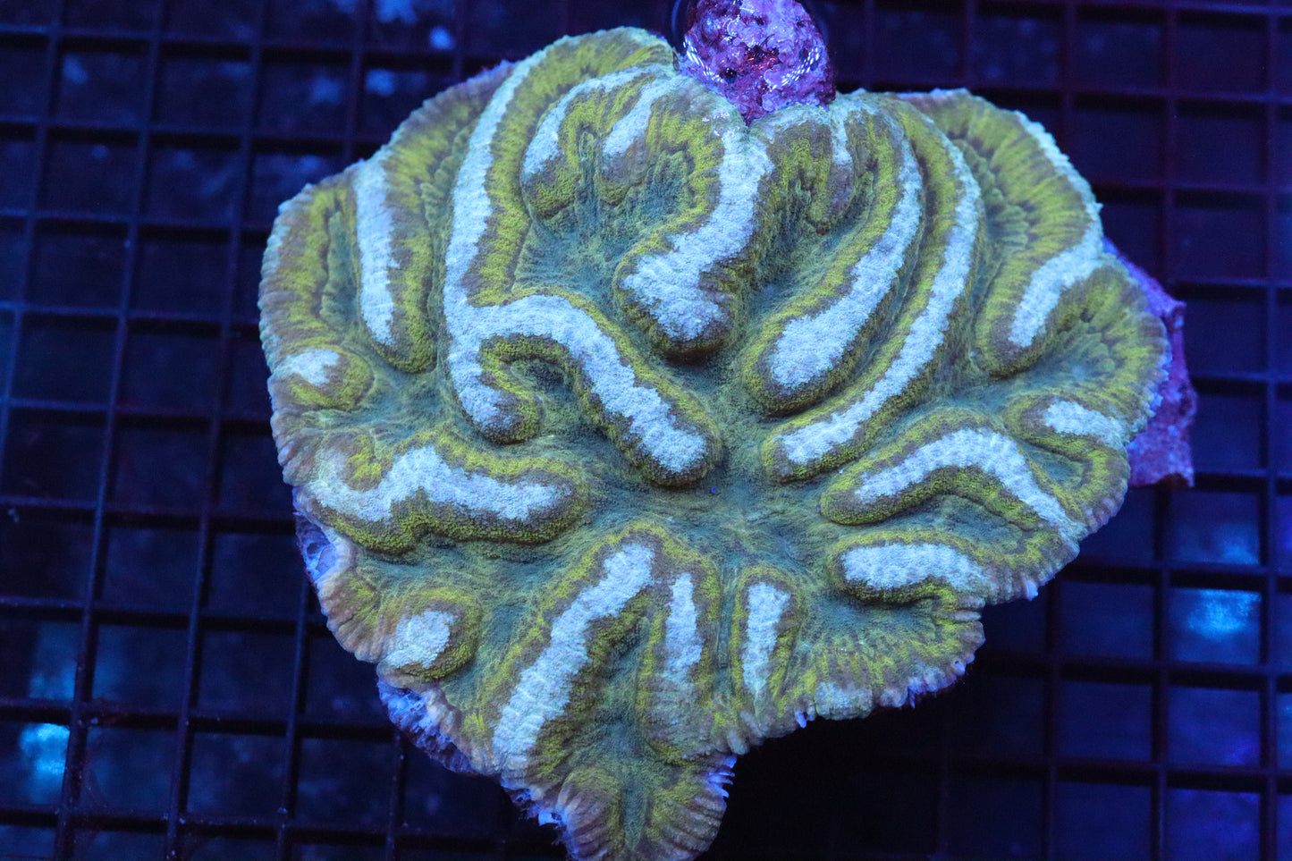 Symphyllia Brain WYSIWYG #20
