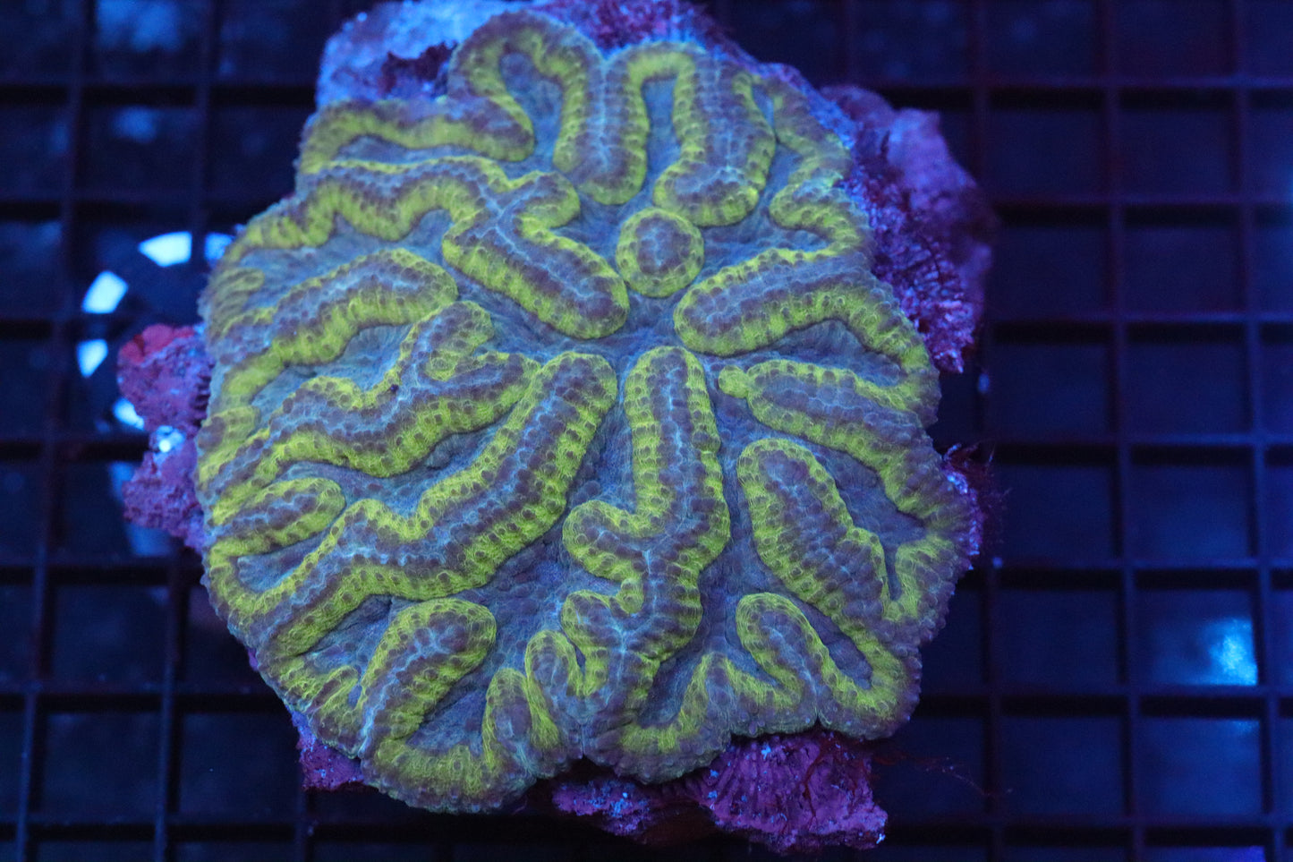 Symphyllia Brain WYSIWYG #19