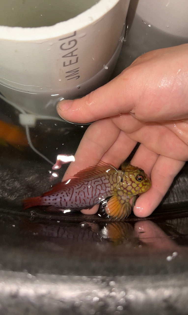 Ember (Stigmata) Blenny | cirripectes stigatica