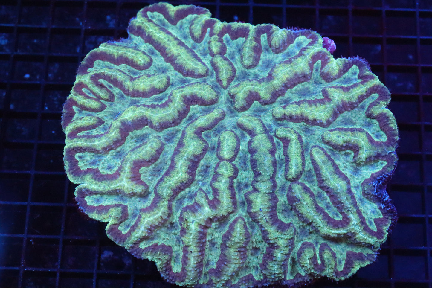 Symphyllia Brain WYSIWYG #34