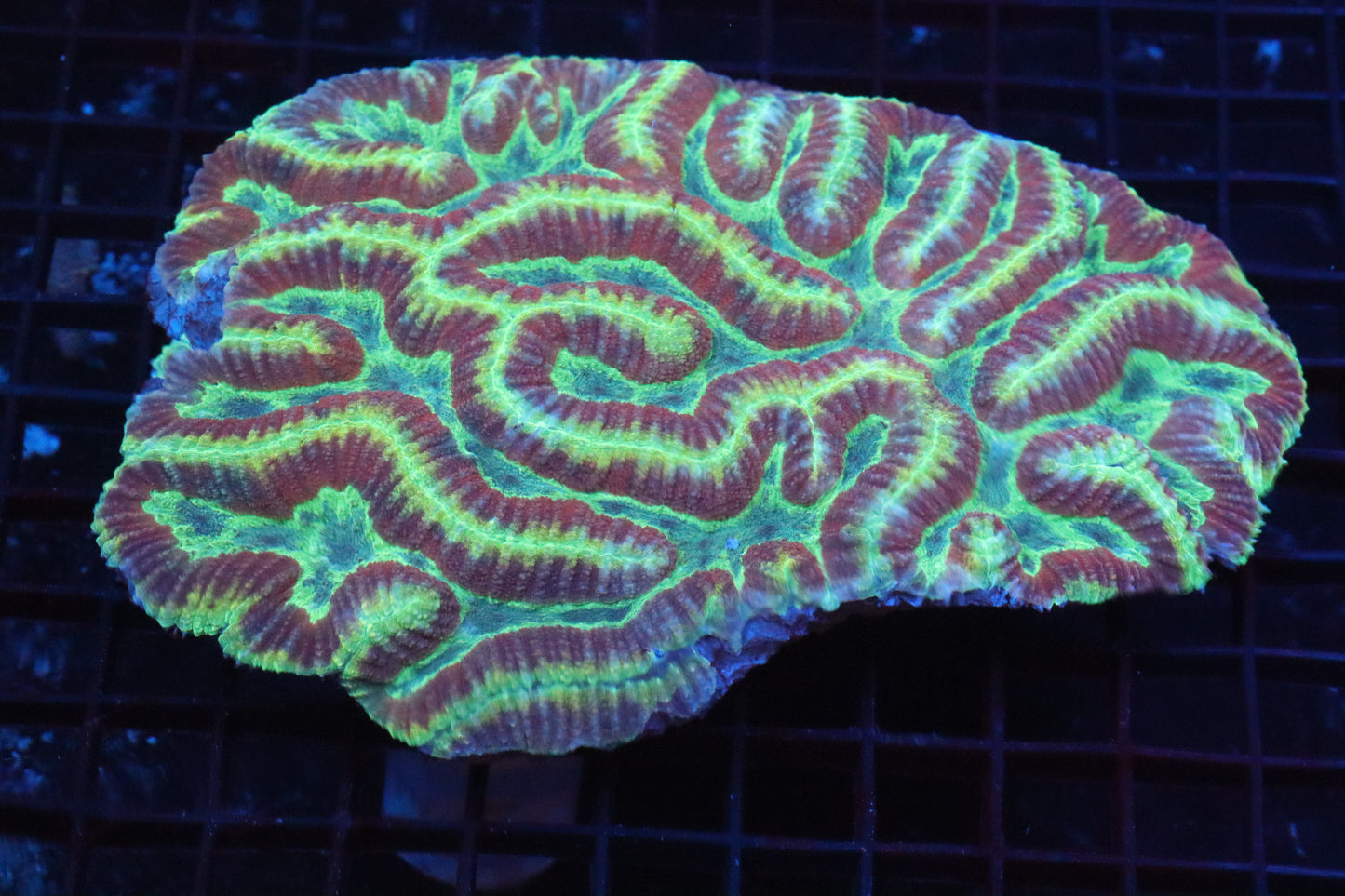 Symphyllia Brain WYSIWYG #36