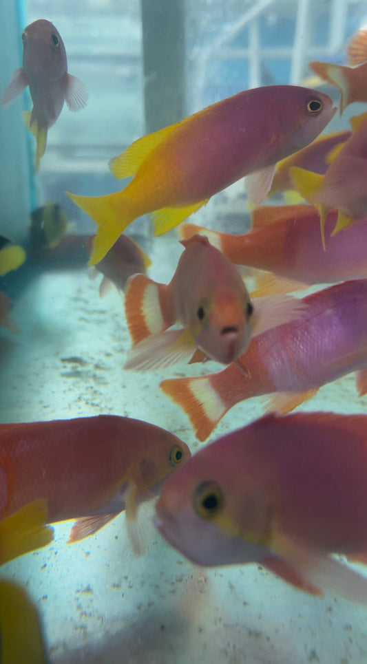 Pictilis Anthias-Pair (Tonga)