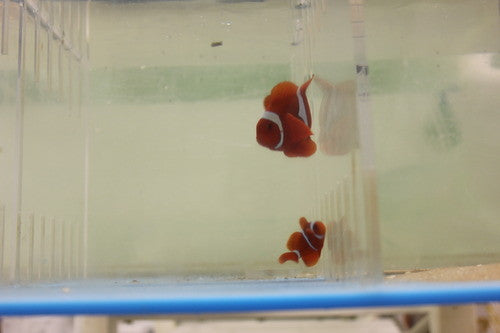 Maroon Clownfish-xxl (4")