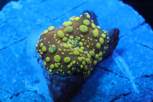 Lava Lamp Discosoma Mushroom