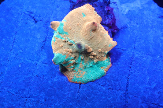 Ultra Rainbow Jawbreaker #3