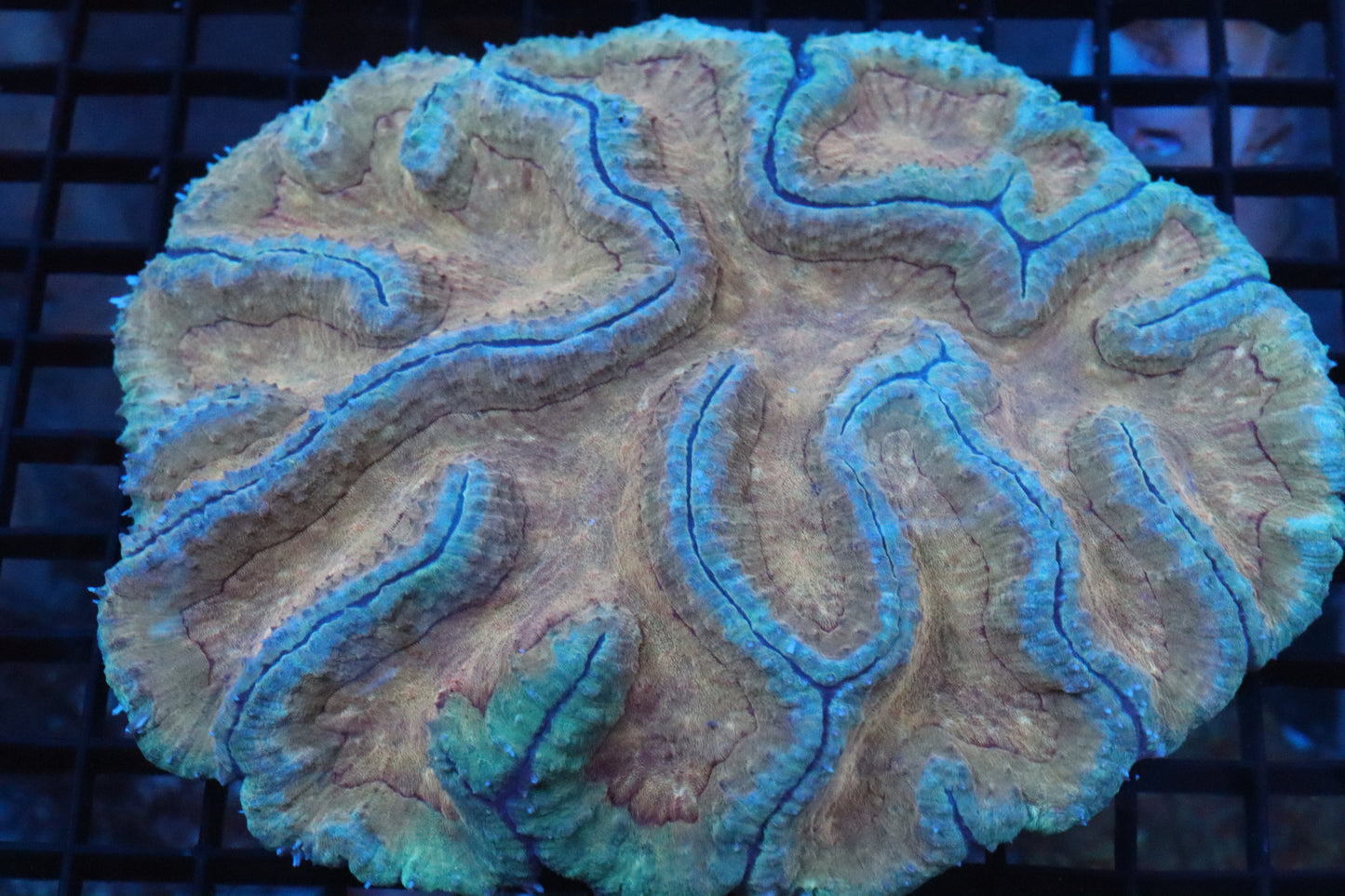 Symphyllia Brain WYSIWYG #15
