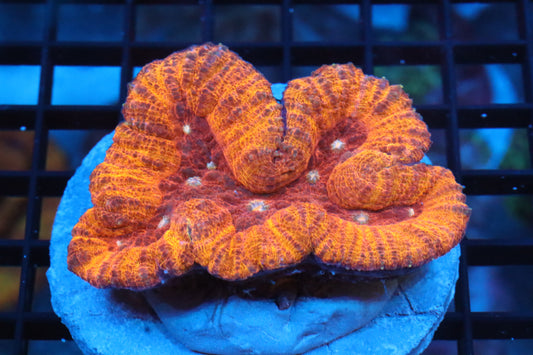 Lava Lobo