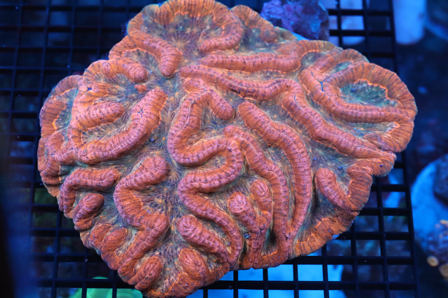 Symphyllia Brain WYSIWYG #11
