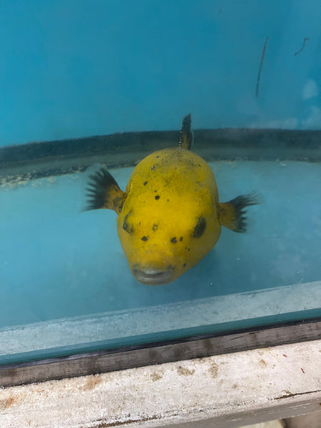 Golden Pufferfish (8") – NYAquatic