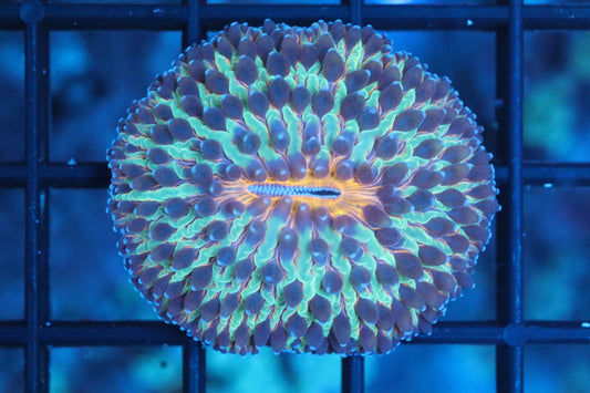Vivid Ultra Plate
