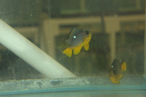 Golden Domino Damsel-2"