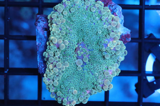 XL Ultra Green Yuma