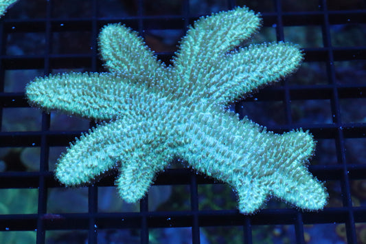 Tongue Coral