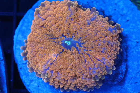 Orange & Blue Yuma