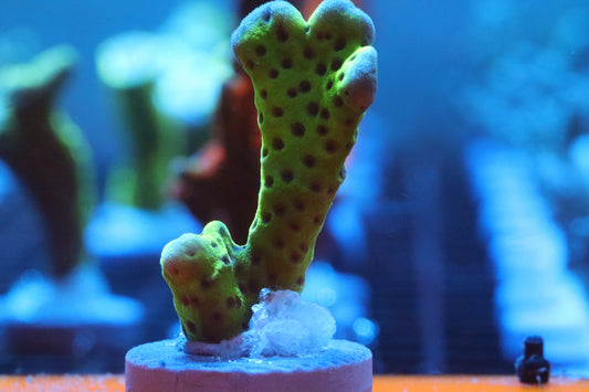 Neon Green Montipora Spongodes