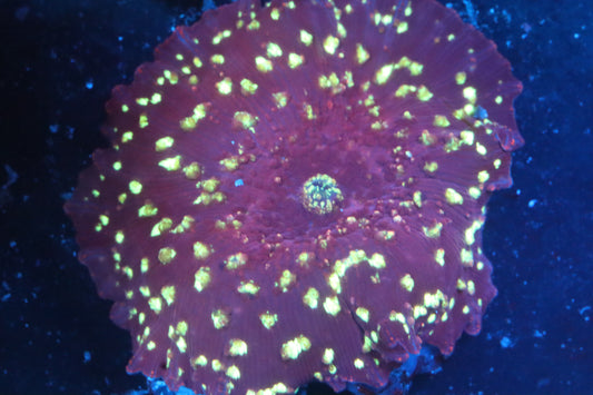 Gold Flake Purple Discosoma
