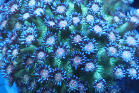 Blueberry Glitter Goni