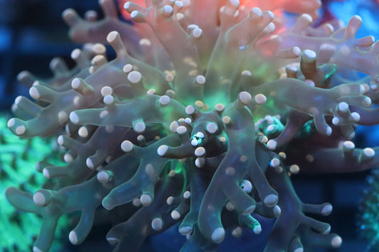 Bi-Color Octospawn