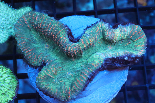 Sour Apple Lobo