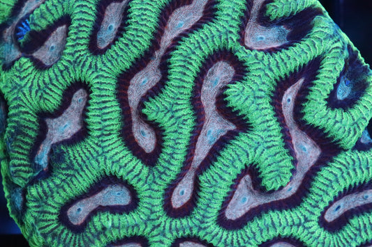 Pink/Green Platygyra