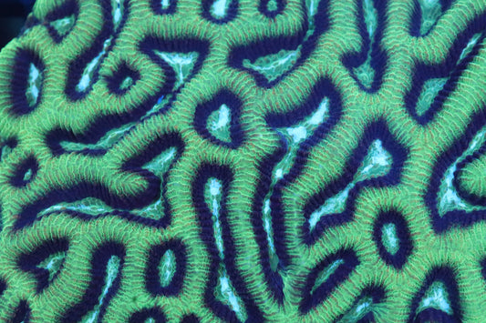 Blue/Green Platygyra